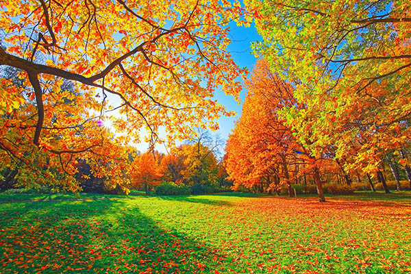 Afbeelding van een landschap in de herfst